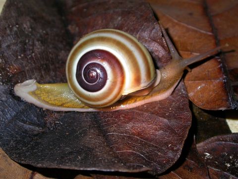 Image of <i>Naninia banggaiensis</i>
