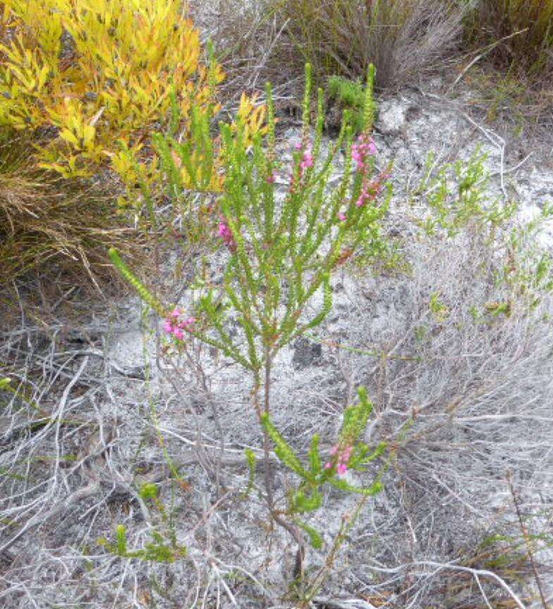 Image de Erica pulchella var. pulchella