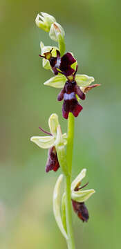 Слика од Ophrys insectifera L.