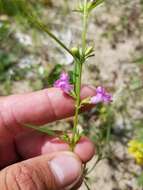 Image of smallflower false foxglove