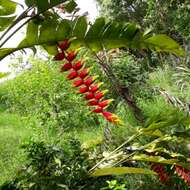 Image of false bird of paradise