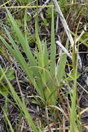 Image of Gladiolus ochroleucus Baker