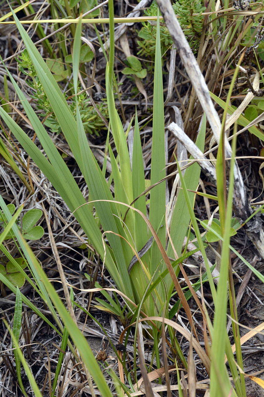 Image of Gladiolus ochroleucus Baker