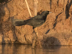 Image of Unicolored Blackbird