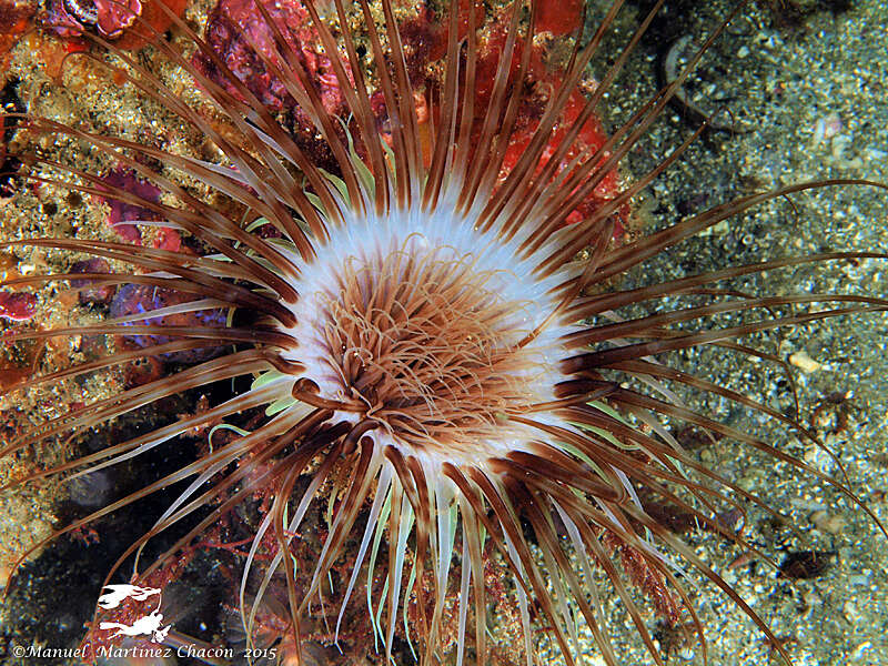 Image of Mediterranean cerianthid