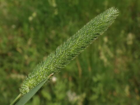 Image of Phleum bertolonii DC.