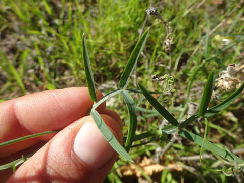 Imagem de Lathyrus clymenum L.