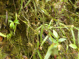 Image de Scaphyglottis punctulata (Rchb. fil.) C. Schweinf.