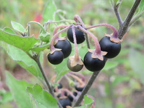 Solanum decipiens Opiz的圖片