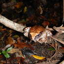 Image of Mixophyes carbinensis Mahony, Donnellan, Richards & McDonald 2006