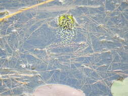 Image of Mink Frog