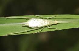 Image of Fast-calling Tree Cricket