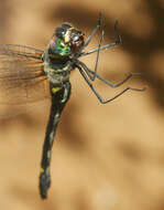 Image of Macromia callisto Laidlaw 1922