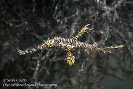 Image of Ornate ghost pipefish