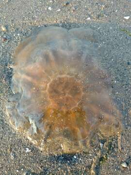 Image of Lion's Mane Jellyfish