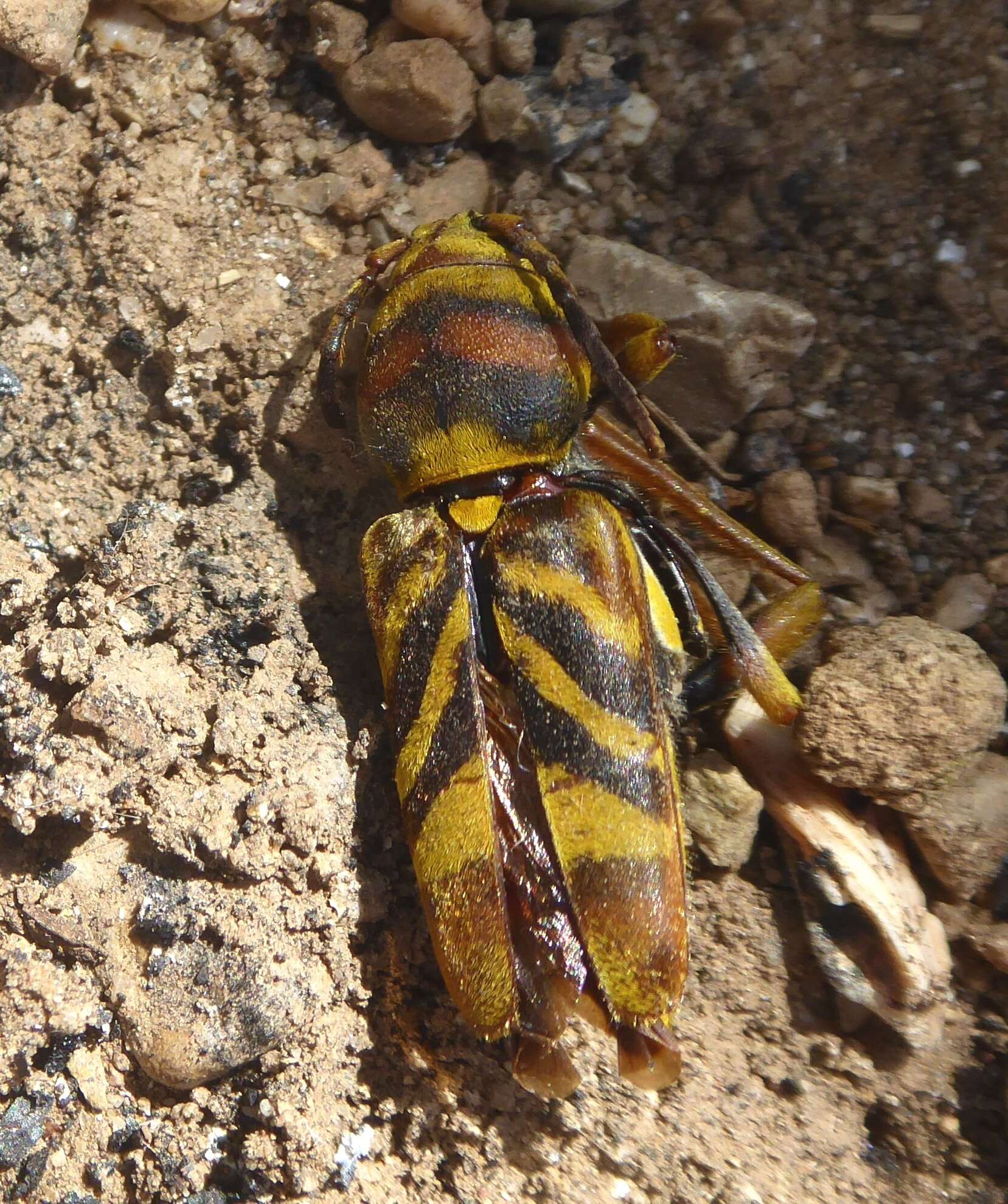 Imagem de Xylotrechus (Xyloclytus) chinensis (Chevrolat 1852)