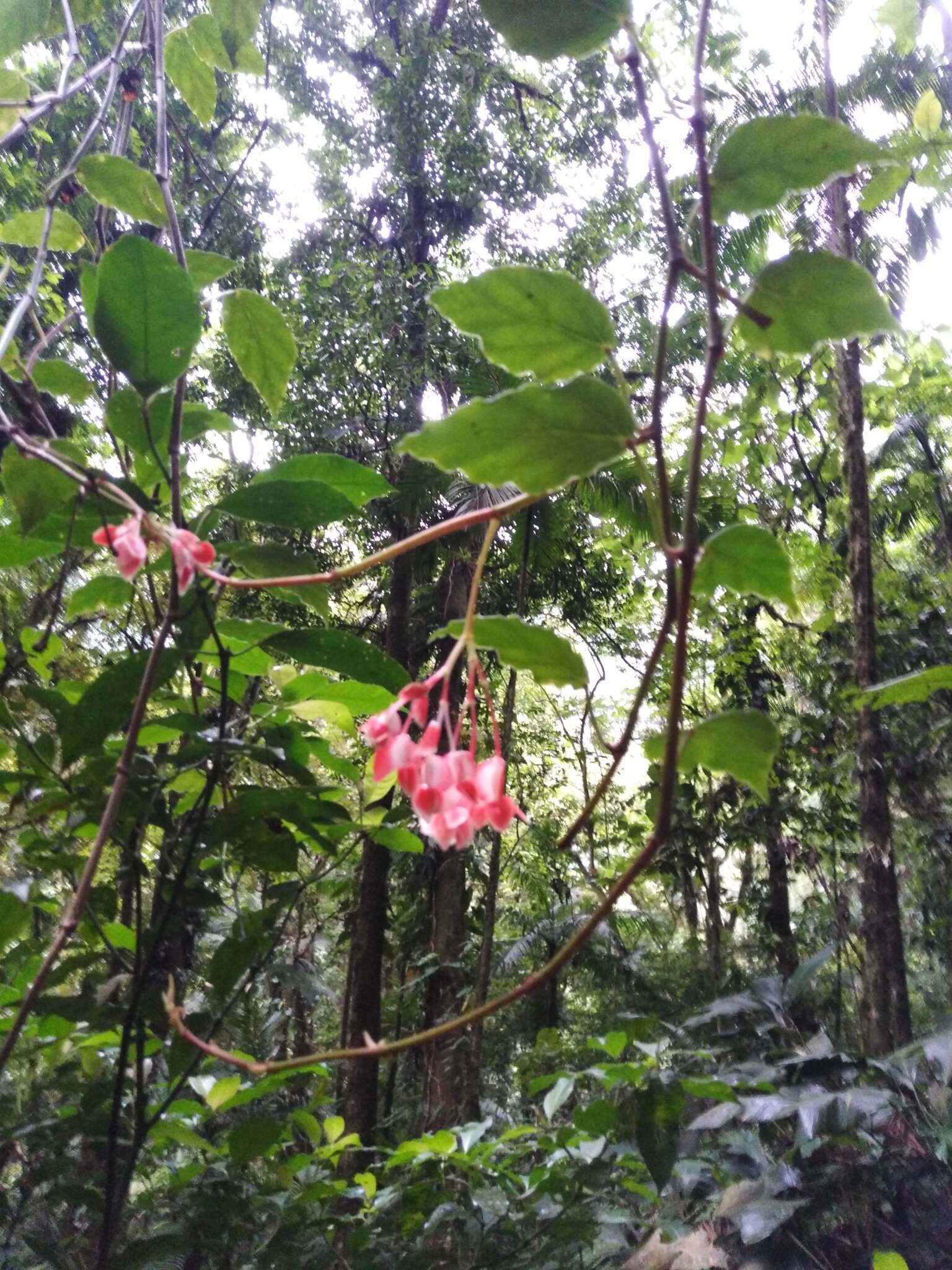 Image of Begonia radicans Vell.