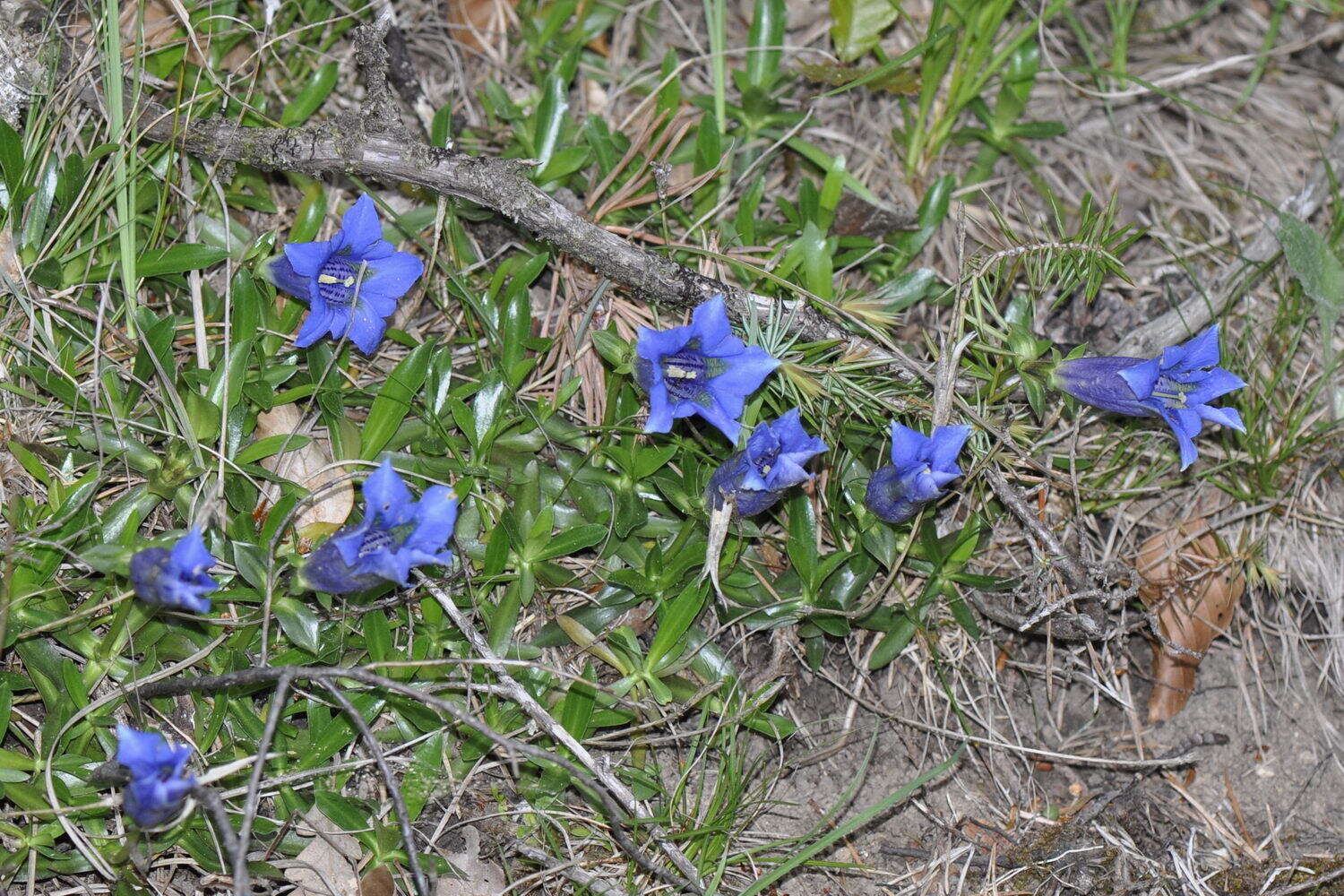 صورة Gentiana angustifolia Vill.