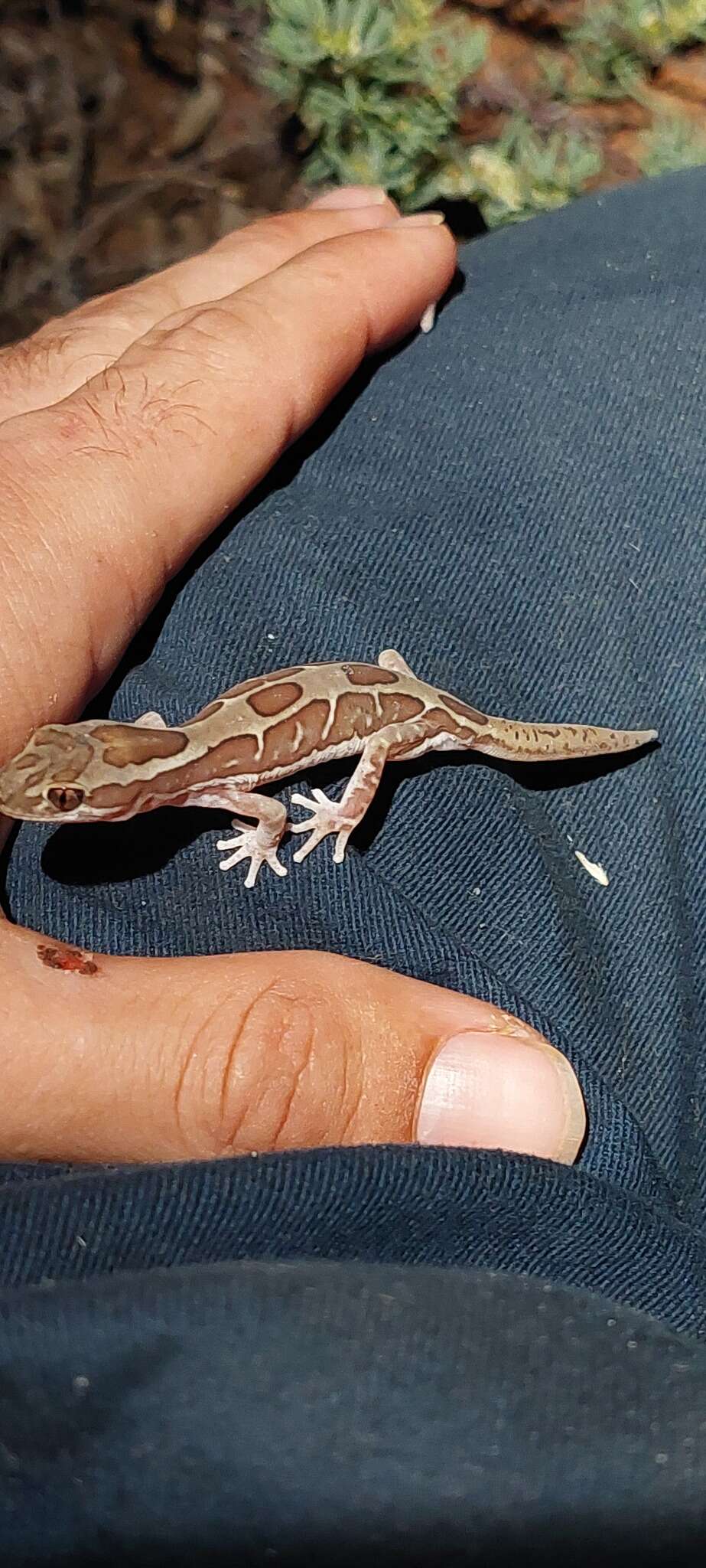 Image of Box-patterned Gecko