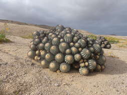 Image of Copiapoa longistaminea F. Ritter