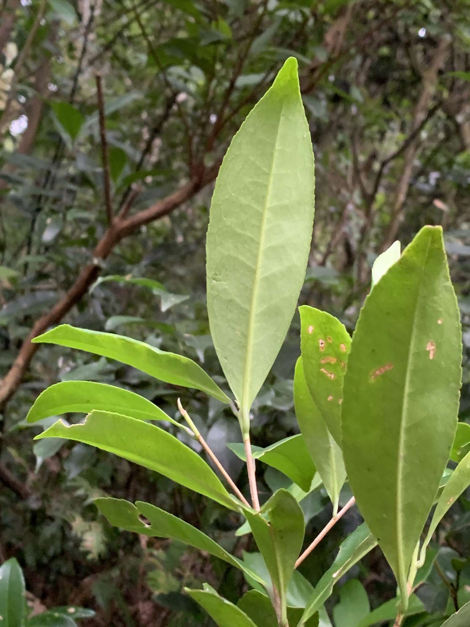 Image of Pyrenaria microcarpa (Dunn) H. Keng