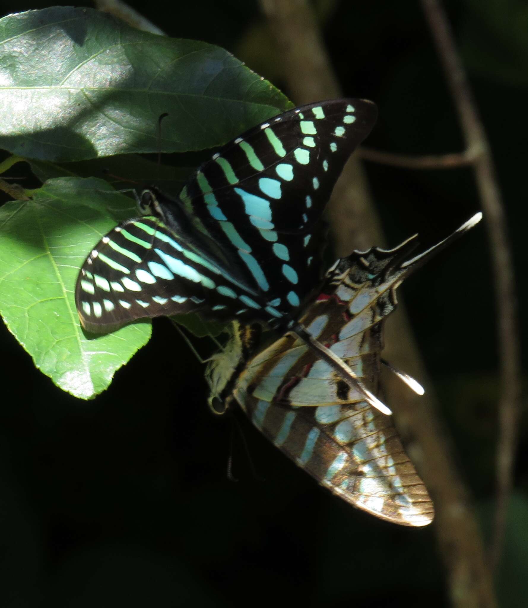 Image de Graphium policenes (Cramer (1775))