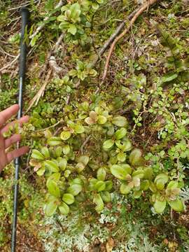 Image of Pseudowintera traversii (J. Buch.) Dandy