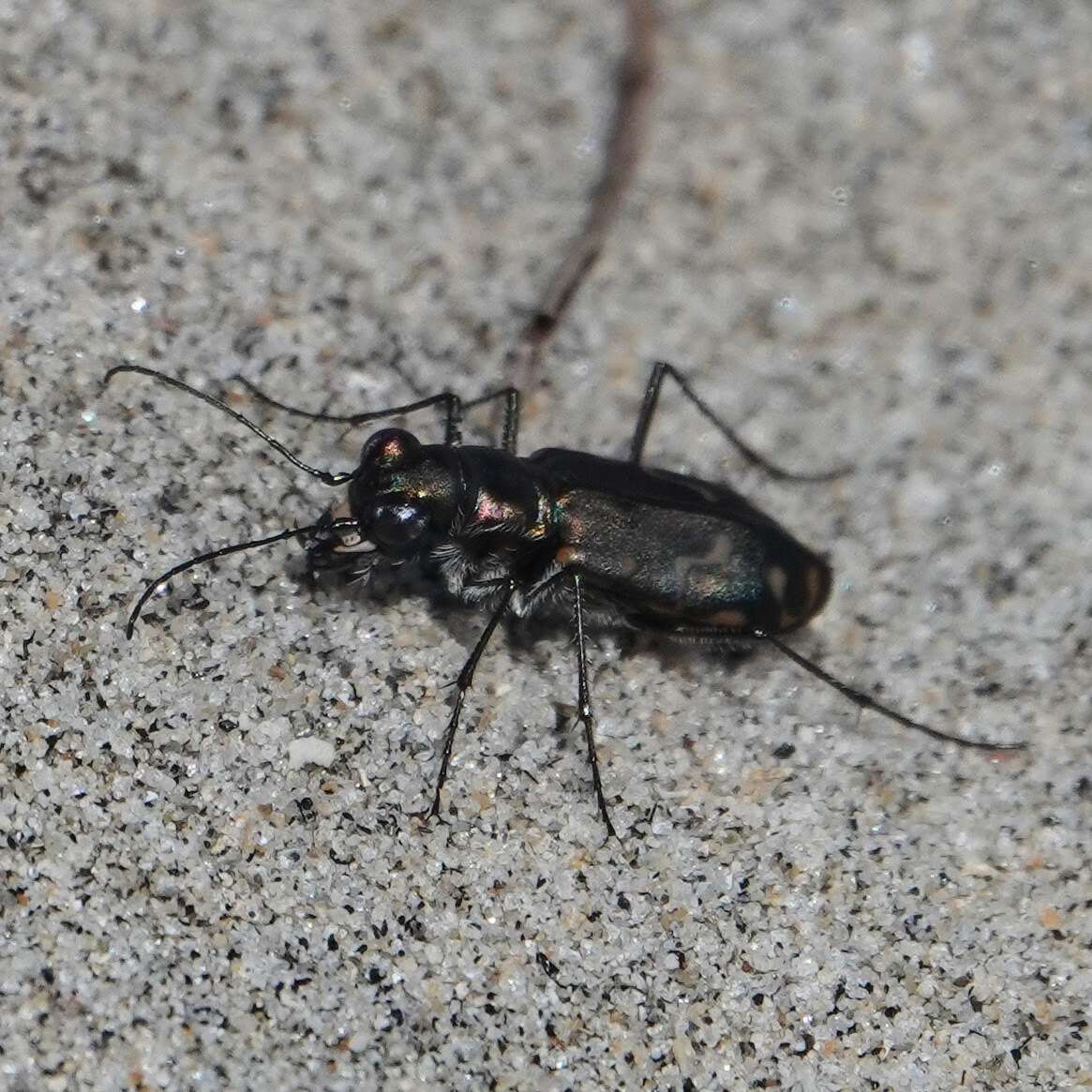 Image of <i>Cicindela <i>haemorrhagica</i></i> haemorrhagica