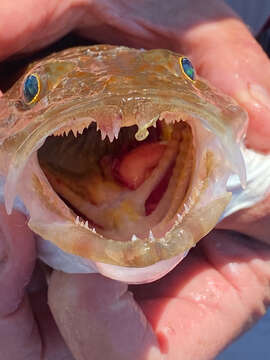 Image of Tiger flathead