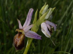 Image of Ophrys lycia Renz & Taubenheim