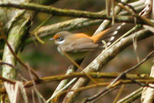 Image of Rufous Fantail