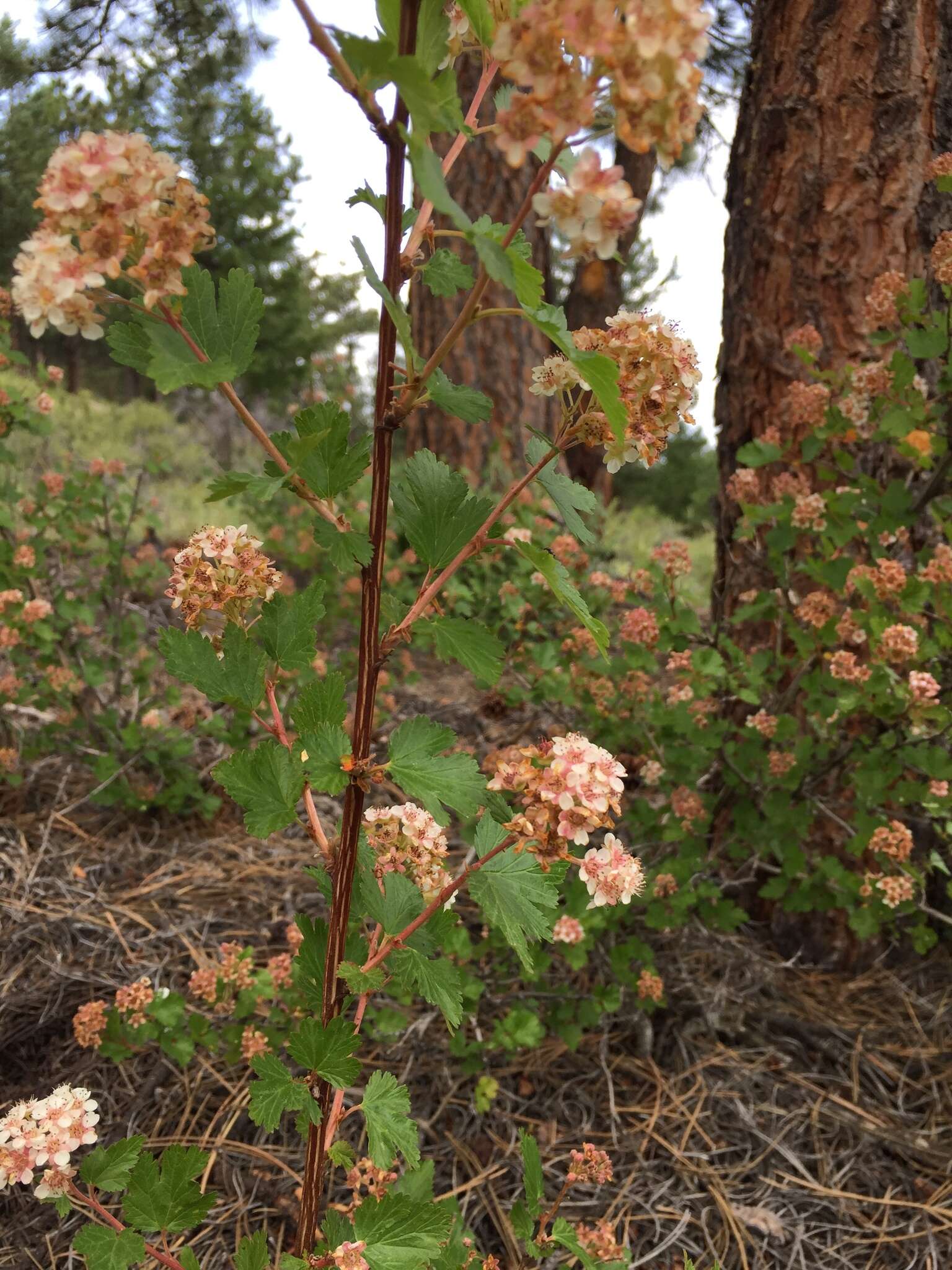 Слика од Physocarpus monogynus (Torr.) Kuntze