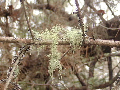 Image of Lapland beard lichen