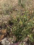 Image of Asparagus undulatus (L. fil.) Thunb.