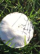 Image of Agaricus campestris L. 1753