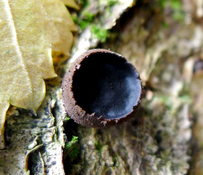 Image of Black Bulgar