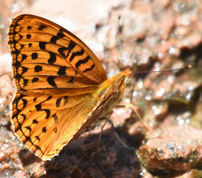 Image of Speyeria coronis halcyone Edwards 1868