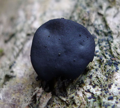 Image of Black Bulgar