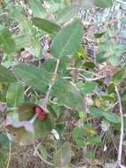 Image of Evergreen Honeysuckle