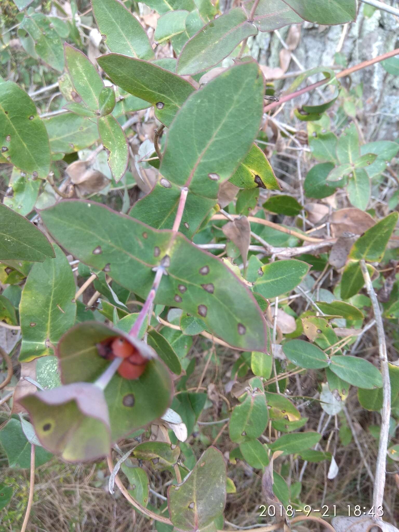 Image of Evergreen Honeysuckle