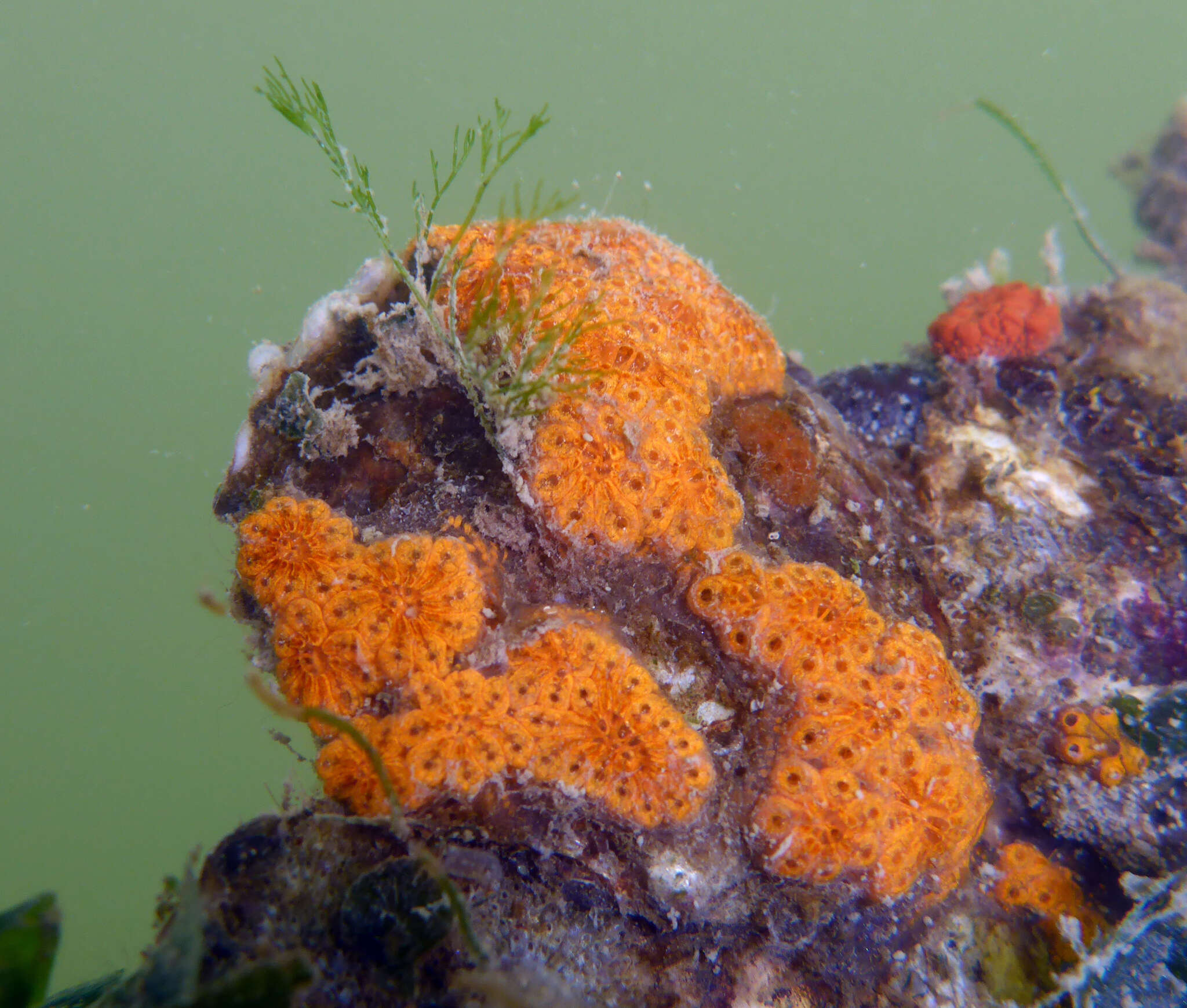 Image of Star ascidian