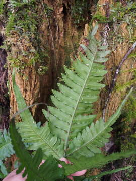 Plancia ëd Pteris terminalis Wall.