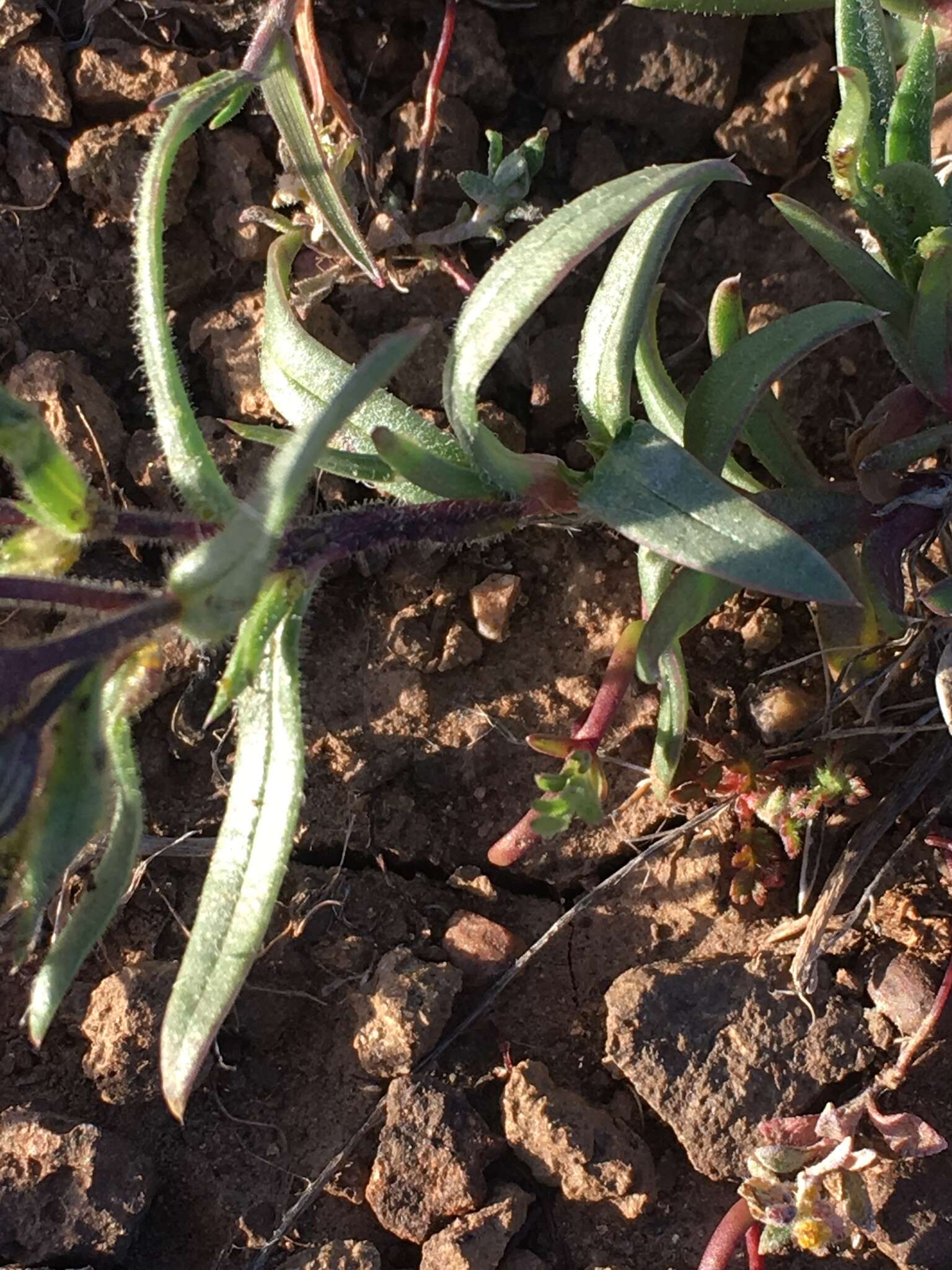 Image of cold-desert phlox