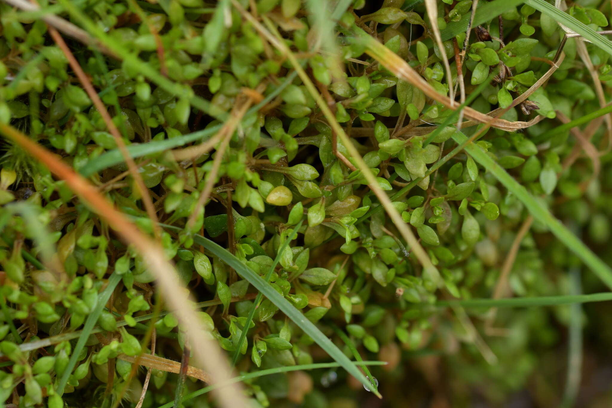 Image of Montia fontana subsp. fontana