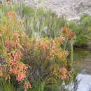 Image of <i>Erica <i>curviflora</i></i> var. curviflora