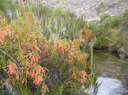 Imagem de <i>Erica <i>curviflora</i></i> var. curviflora