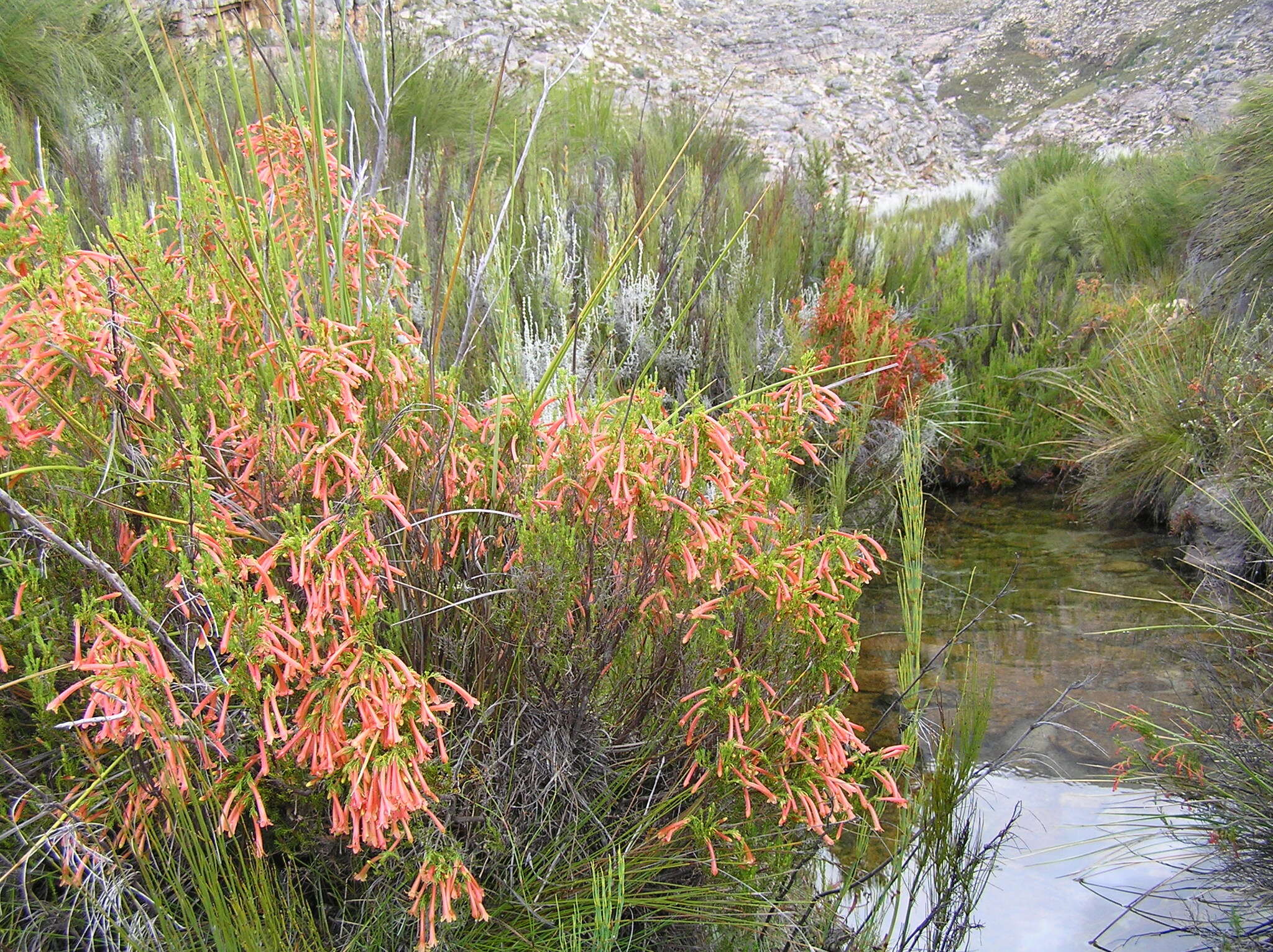 Image of <i>Erica <i>curviflora</i></i> var. curviflora