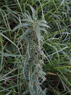 Image of Urtica incisa Poir.