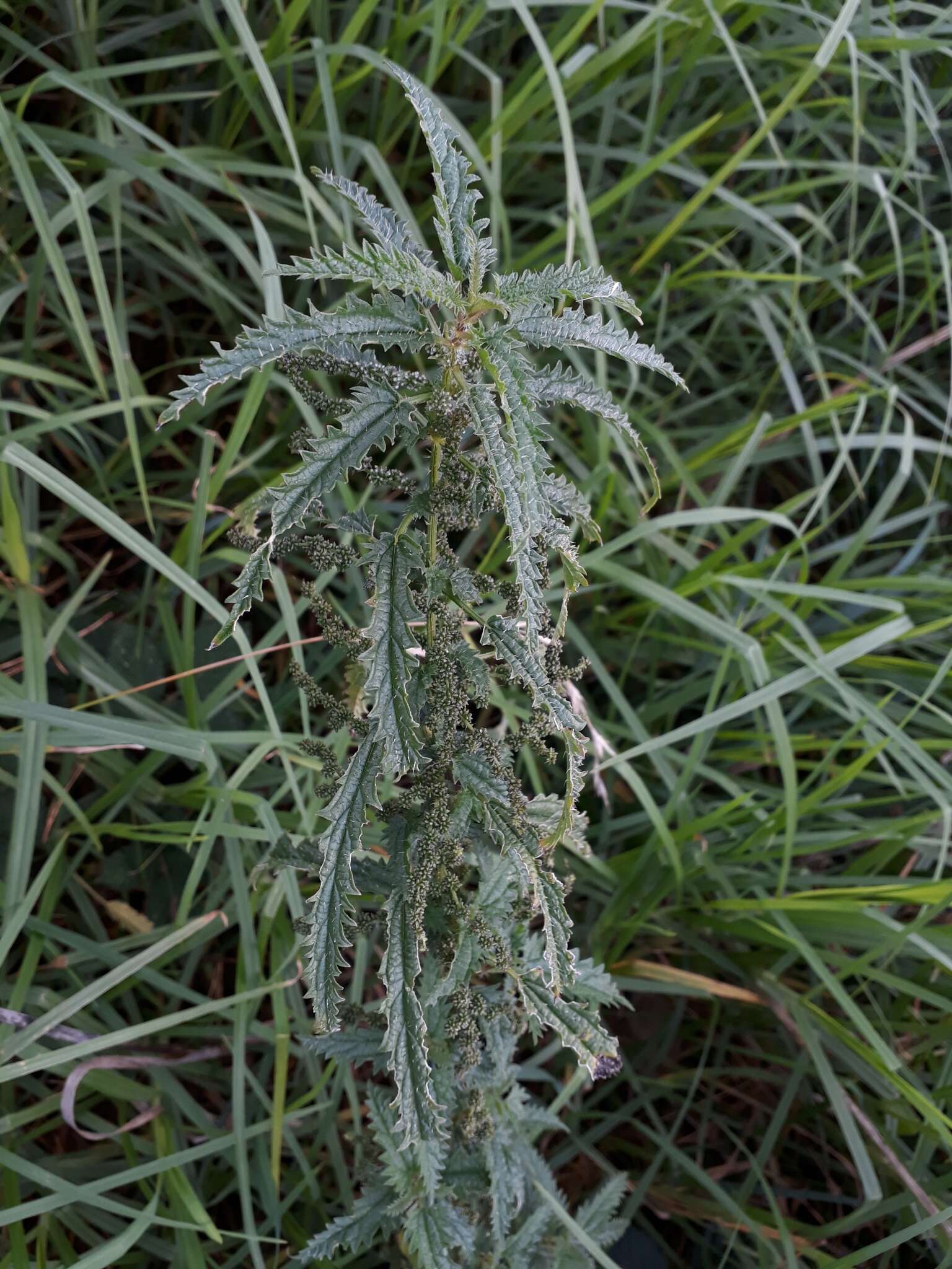 Image of Urtica incisa Poir.