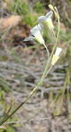 Image of Heliophila glauca Burch. ex DC.